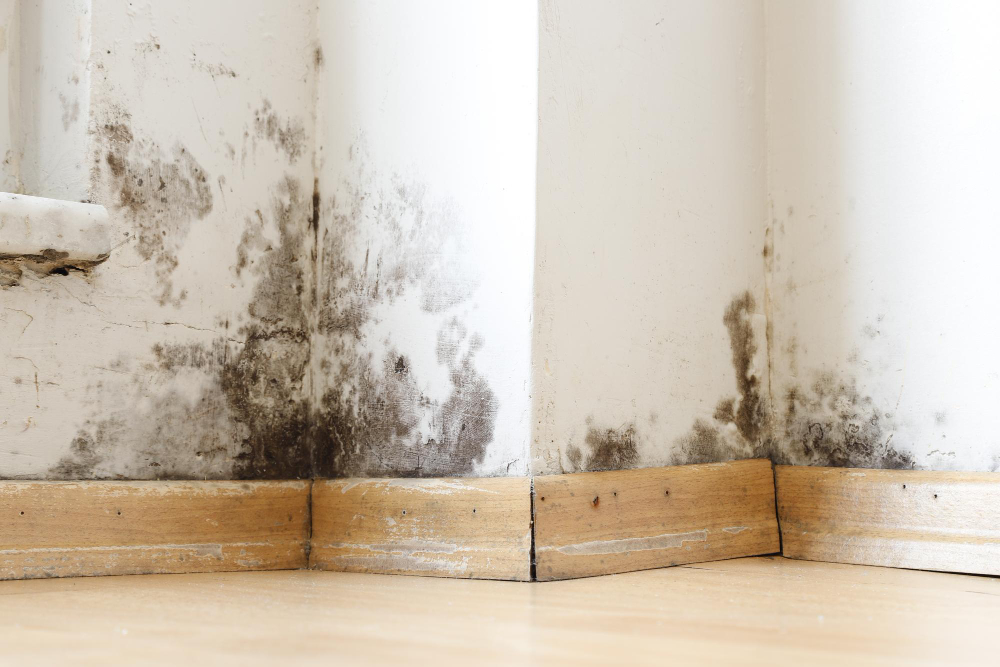 A Primer for Insurance Claims Adjusters in Dealing with Mold Damage