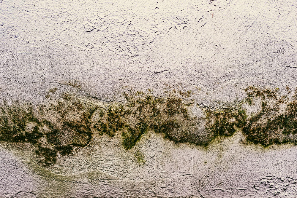 How to Deal with Mold Damage