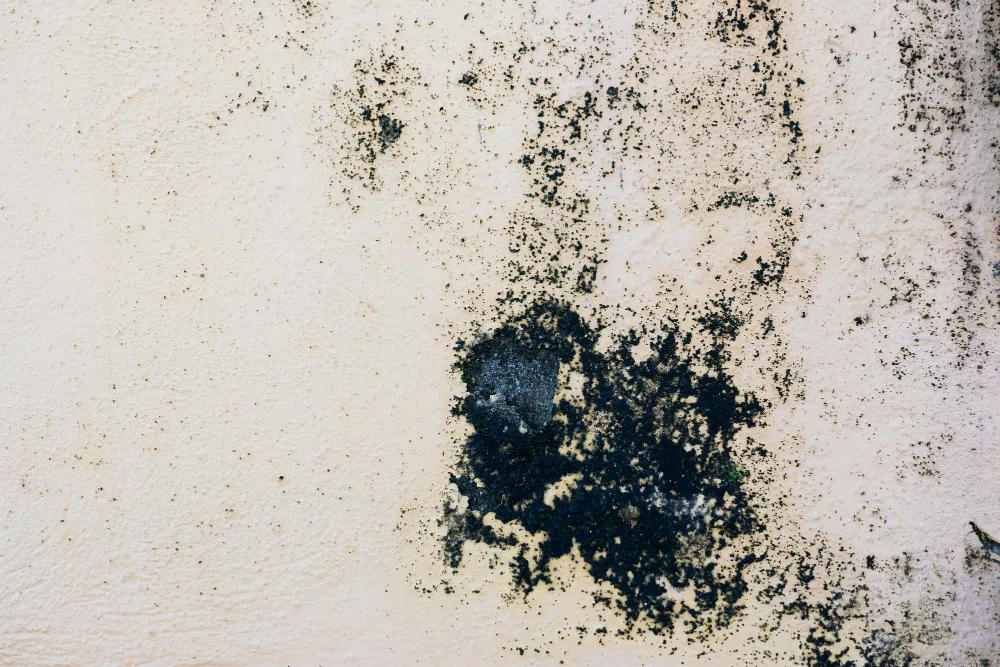 Navigating Mold Damage Claims