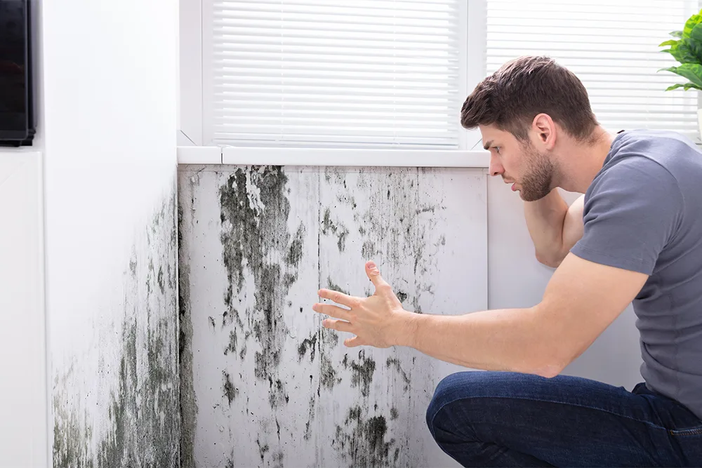 Understanding Mold Insurance Claim Coverage