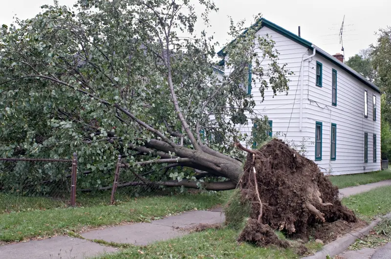 Uprooted tree due to wind damaged property & fence